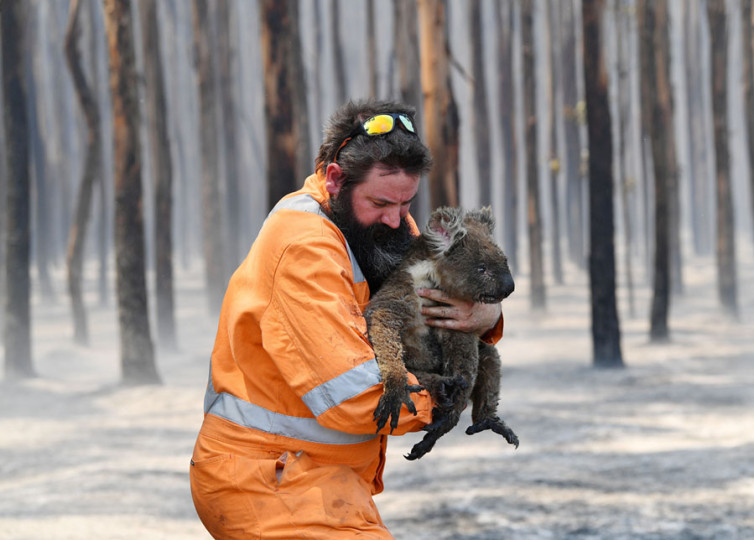 Koala rescue, Cape Kangaroo Island, SA. Image:David Mariuz, Reuters, AAP.