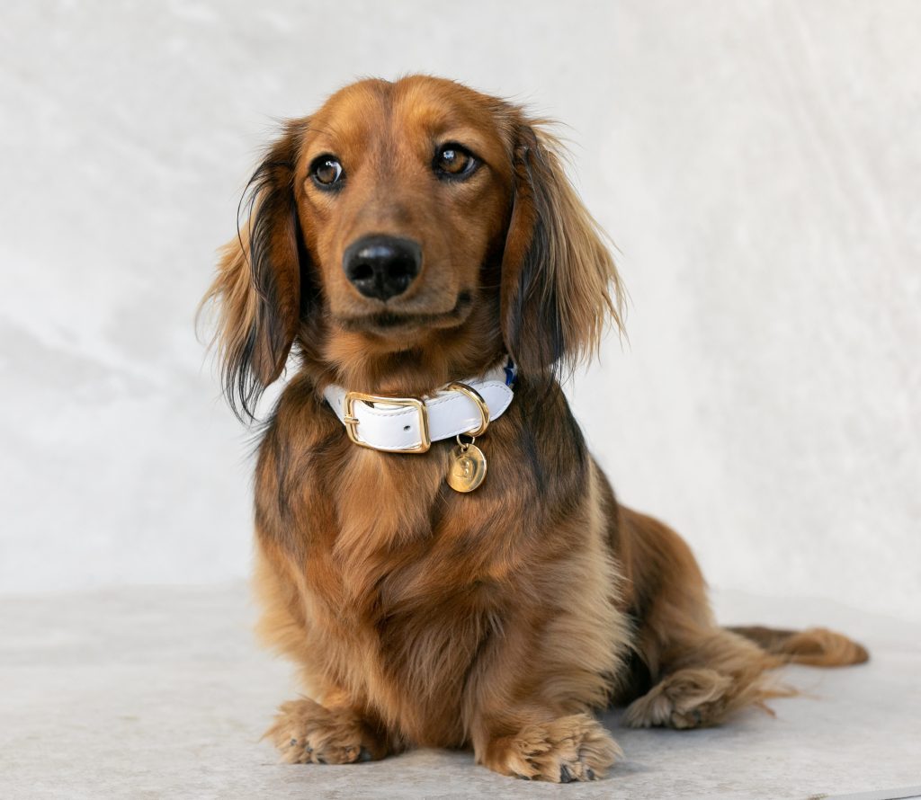 Cute long haired brown Dachshund wearing a white leather dog collar with gold fittings