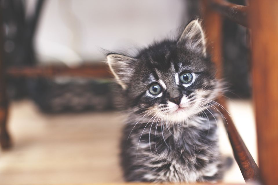 Black and white tabby kitten - not a good MOther's Day Gift Idea