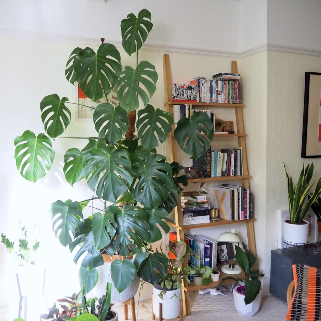 popular indoor plants