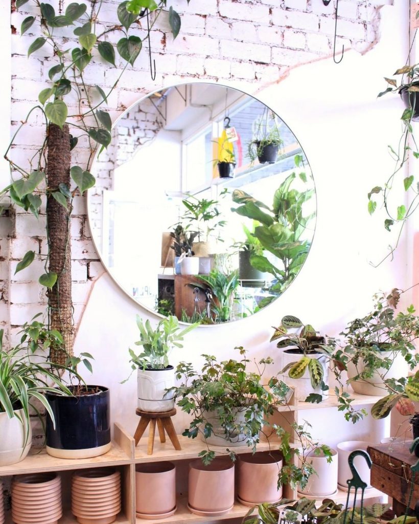Popular indoor plants